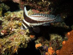 Slangenbaai_rechts_20150603_001