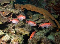 Slangenbaai_rechts_20150603_003