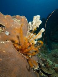 Slangenbaai_rechts_20150603_004