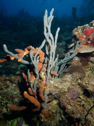 Slangenbaai_rechts_20150603_005