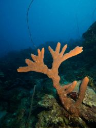 Slangenbaai_rechts_20150603_006