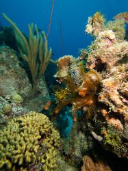 Slangenbaai_rechts_20150603_008