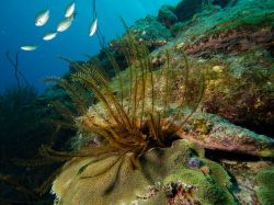 Slangenbaai_rechts_20150603_009