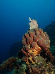 Slangenbaai_rechts_20150603_010