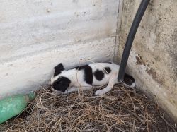 Malpais_20160703_046