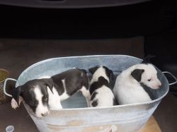 Malpais_20160703_051