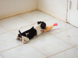 Milky_aankomst_20160708_014