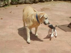 Milky_aankomst_20160708_016