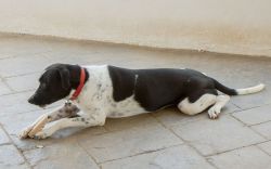 02_Honden_20170512_008-web