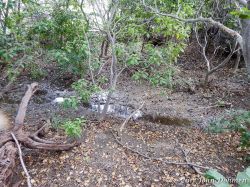 Rooi_Magdalena_20170608_020