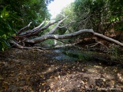 Rooi_Magdalena_20170608_021