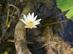 Rooi_Magdalena_20170608_042