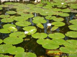 Rooi_Magdalena_20170608_051