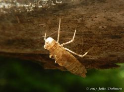 Rooi_Magdalena_20170608_055