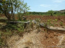 Rooi_Magdalena_20170608_063