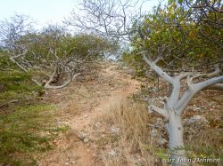 Vaersenbaai-BocaSami_20170601_015