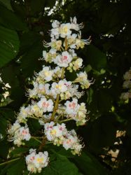 Vakantie_Nederland_2015_275