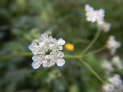 Vakantie_Nederland_2015_277